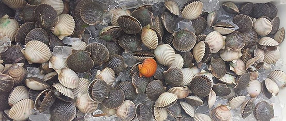 Visual of Scallops caught on a scalloping charter