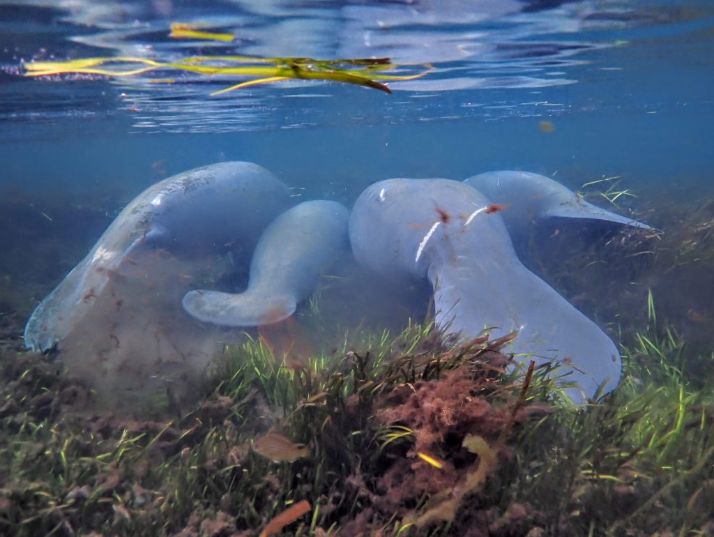 4 manatee eating eelgrass in crystal river