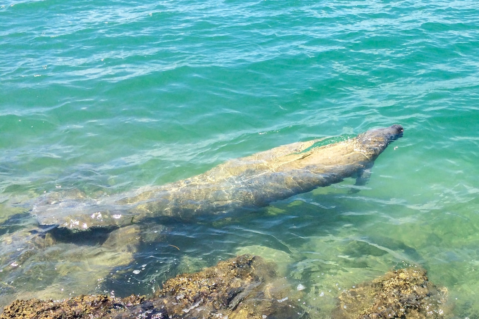 Who are the real friends of manatees?