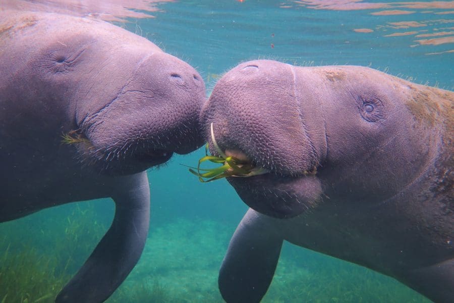 Swim with Manatees in Crystal River