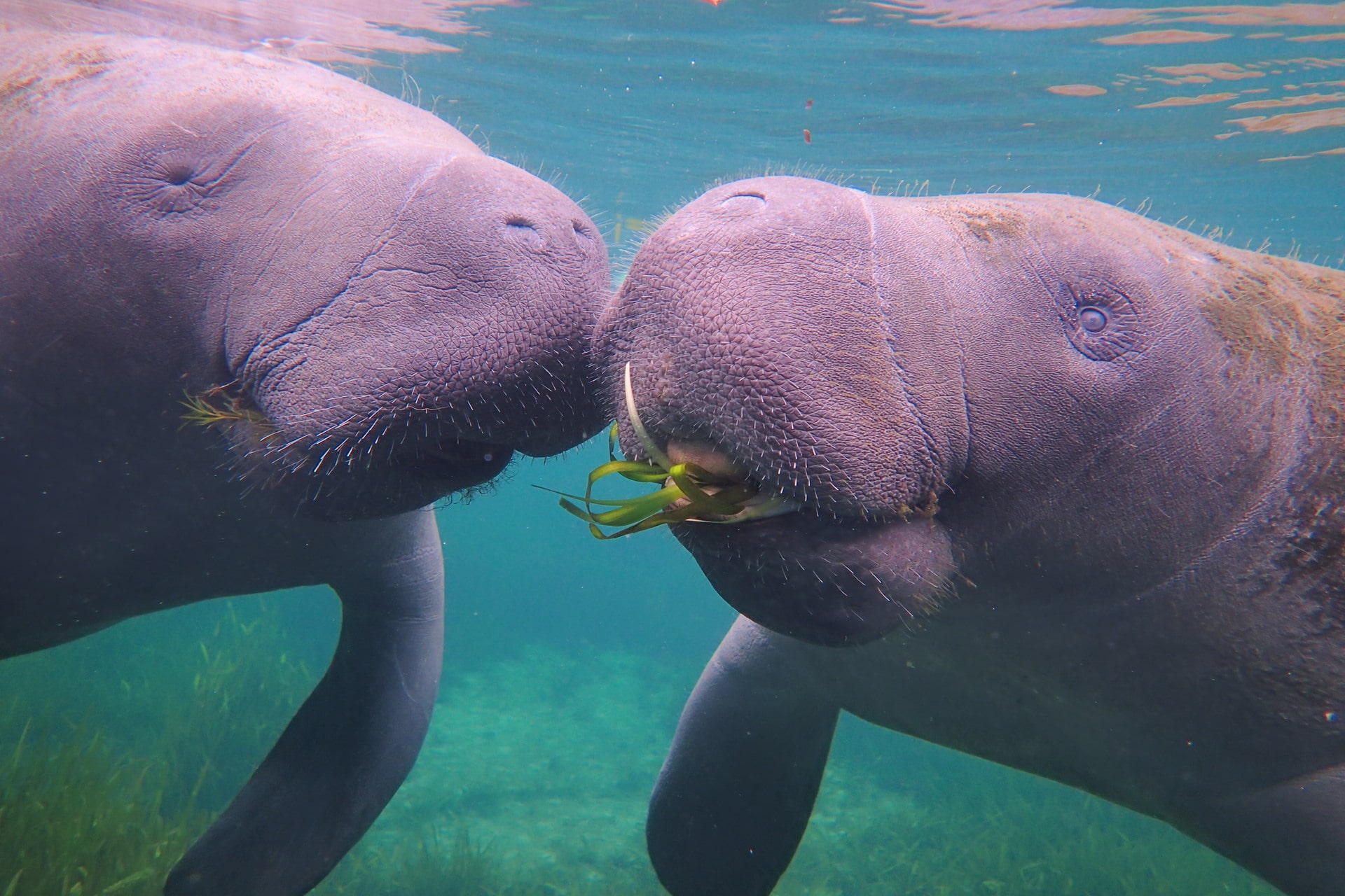 Crystal River – Home of the Manatee!