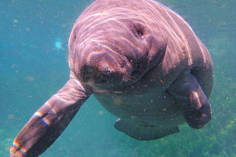 Swim with Manatees in Crystal River